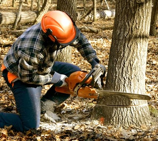 Tree Removal in Leeds, MA